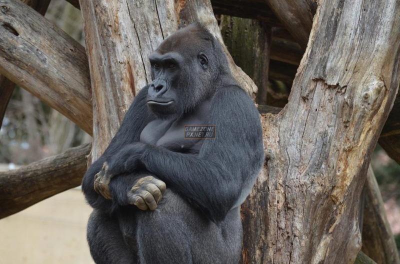 Naked Science: гориллы в зоопарке создали новый вид криков для общения с человеком
